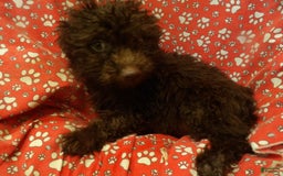 Aussiedoodle dogs for sale: CHOCOLATE - Image 4