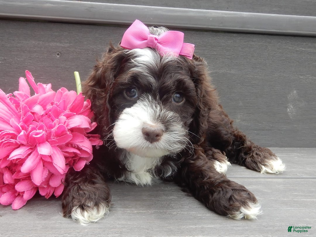 Cockapoo dogs for sale: Laci - Image 3