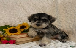 Miniature Schnauzer dogs for sale: Chelsy - Image 3