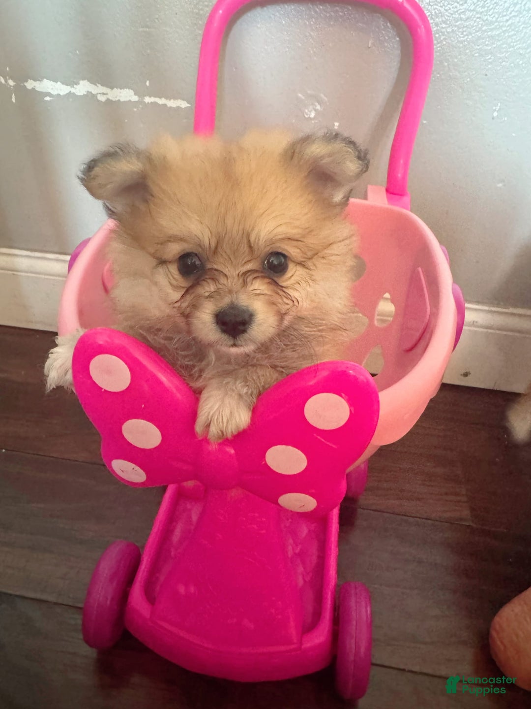 Pomeranian dogs for sale: Kyra - Image 1