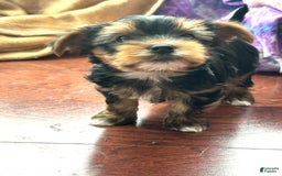 Yorkshire Terrier dogs for sale: Bingo - Image 10