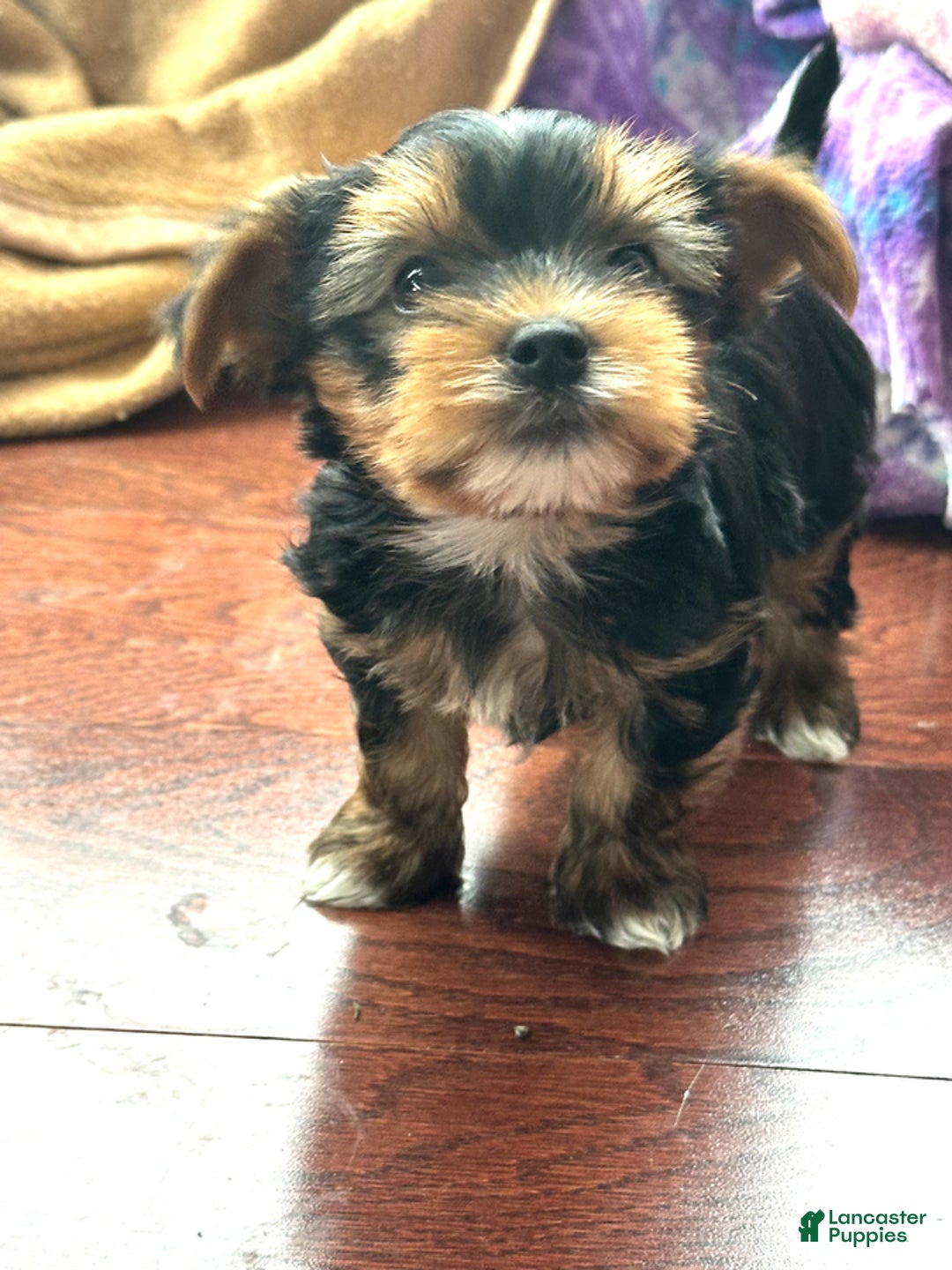Yorkshire Terrier dogs for sale: Bingo - Image 10