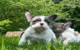 French Bulldog dogs for sale: Mr Biggs - Image 5