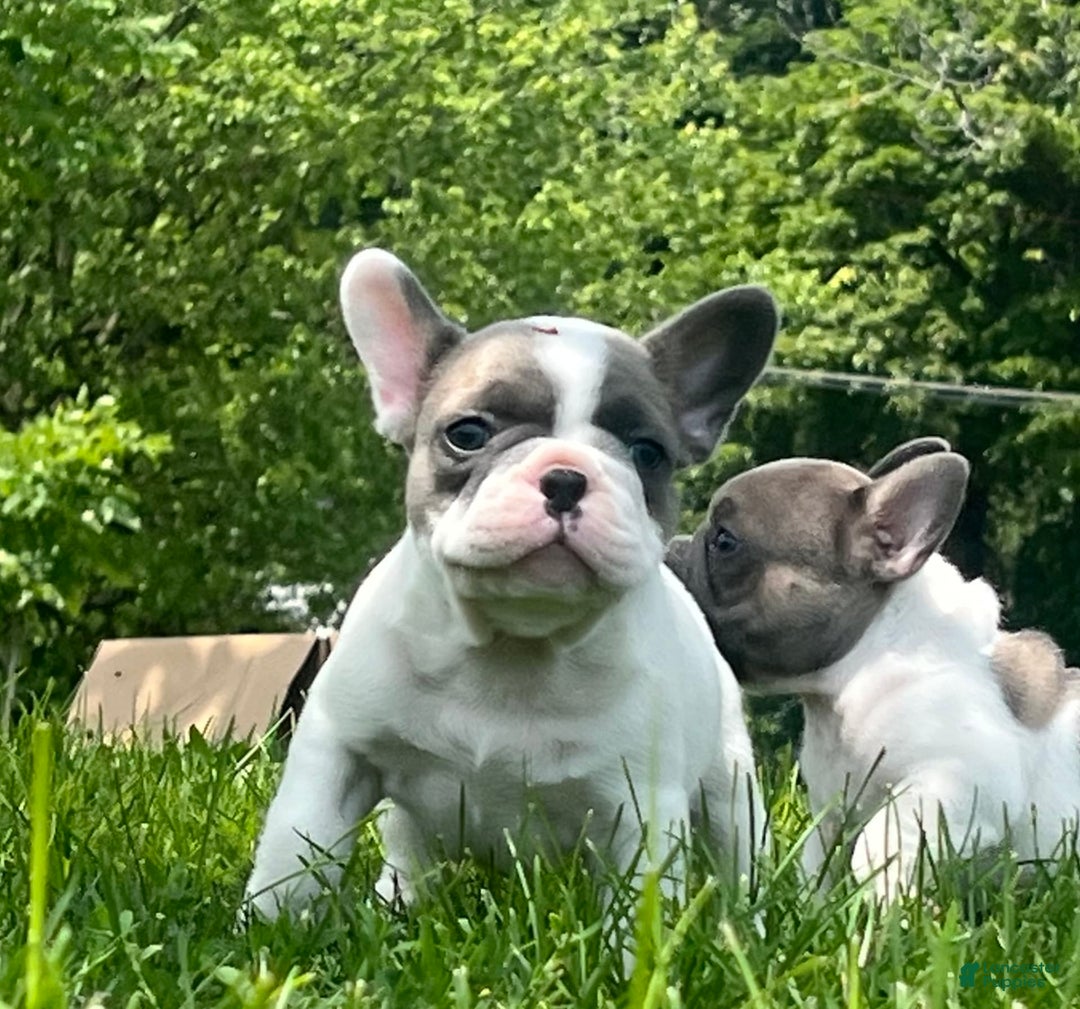 French Bulldog dogs for sale: Mr Biggs - Image 5