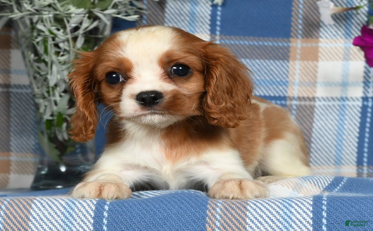 Cavalier King Charles Spaniel dogs for sale - Ad 4