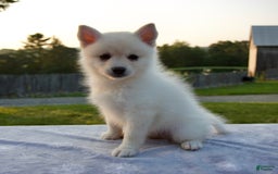 Pomsky dogs for sale: Tannar - Image 2
