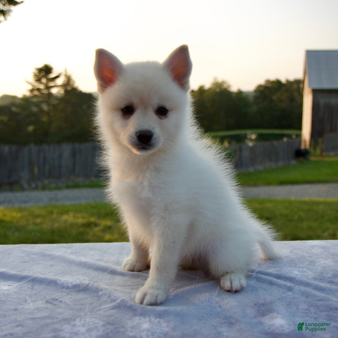 Pomsky dogs for sale: Tannar - Image 2