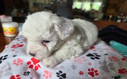 Toy Poodle dogs for sale: Paisley 2nd Girl - Image 4