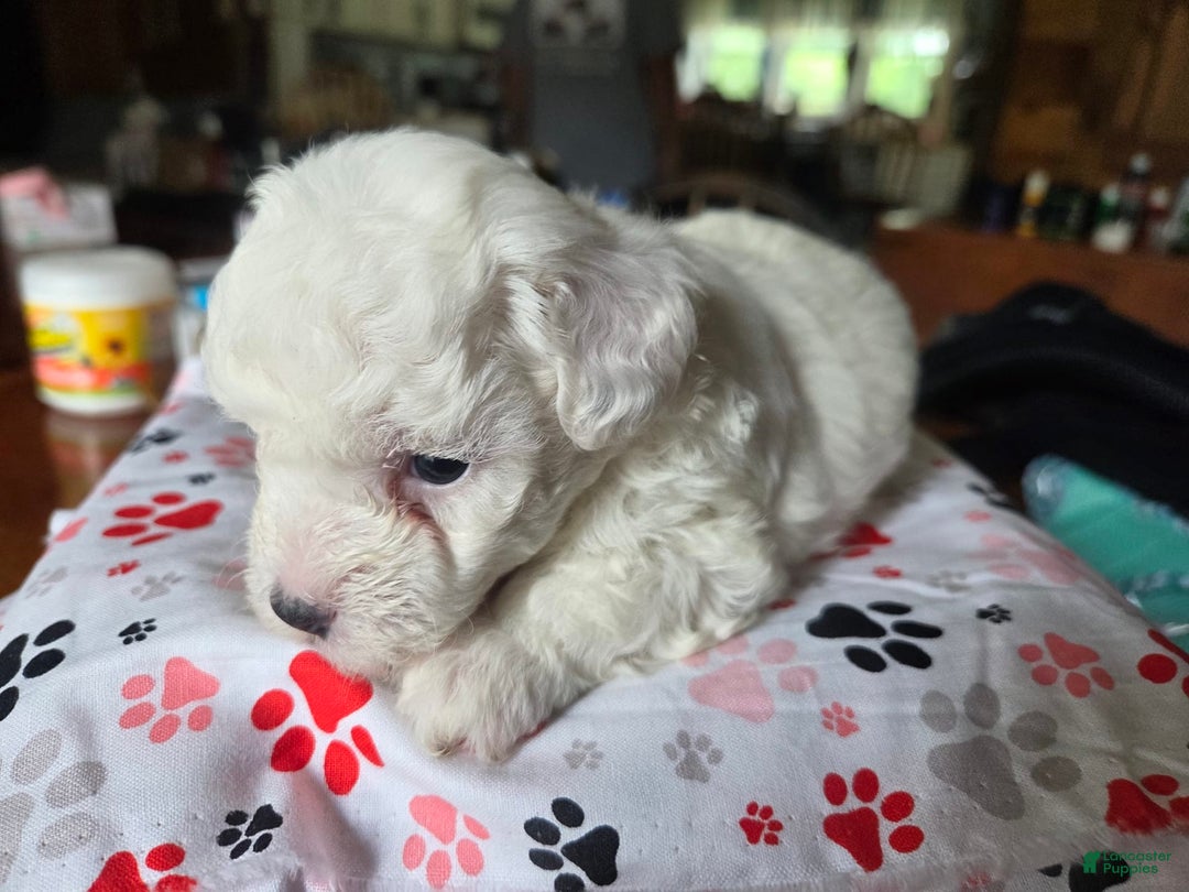 Toy Poodle dogs for sale: Paisley 2nd Girl - Image 4
