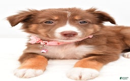 Australian Shepherd dogs for sale: Roxy - Image 2
