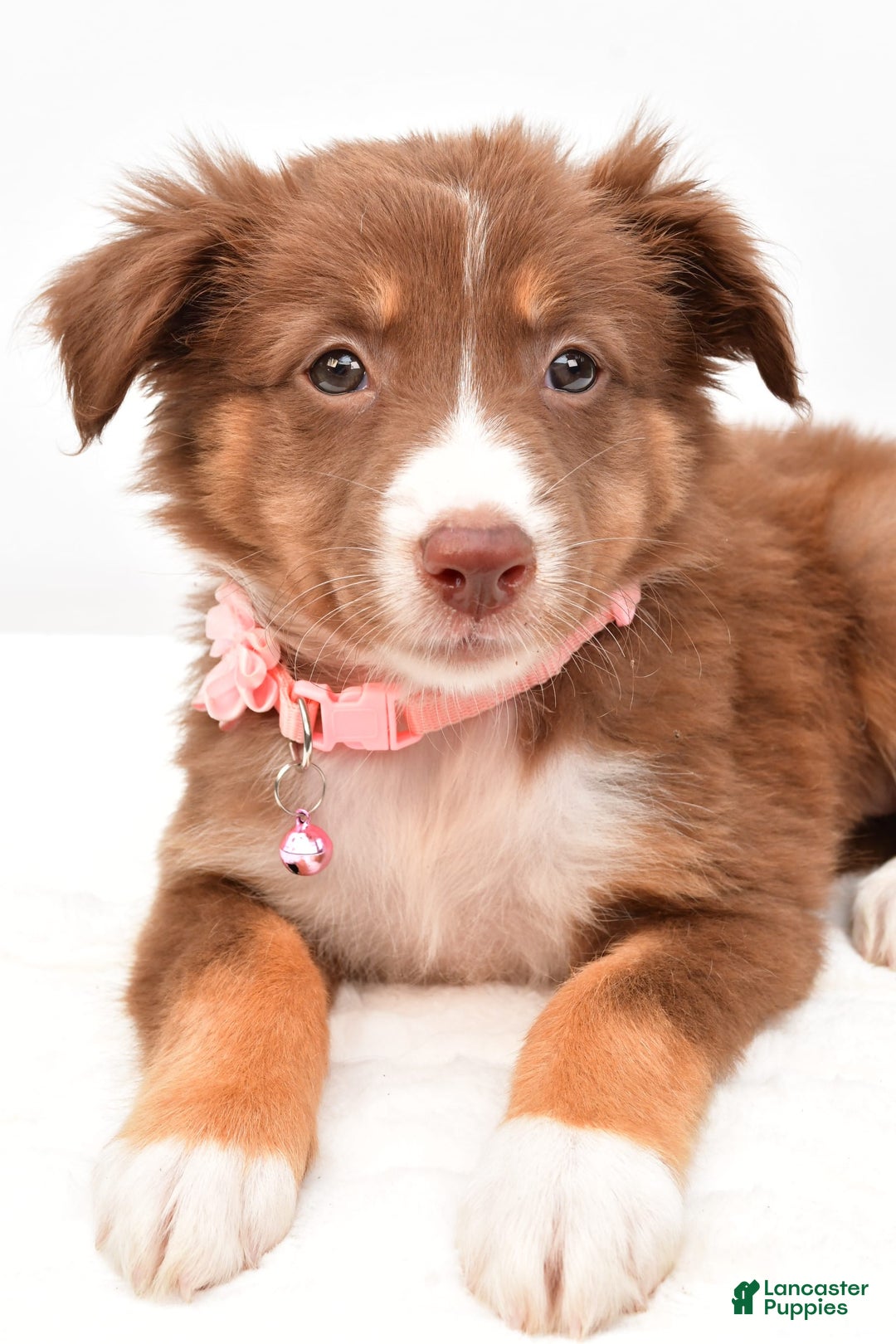 Australian Shepherd dogs for sale: Roxy - Image 2