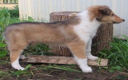 Collie dogs for sale: Ava - Image 3
