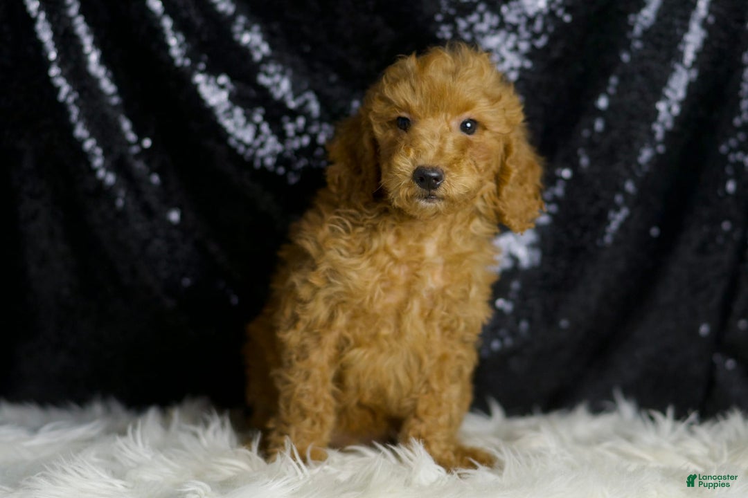 Mini Goldendoodle dogs for sale: Junebug - Image 4