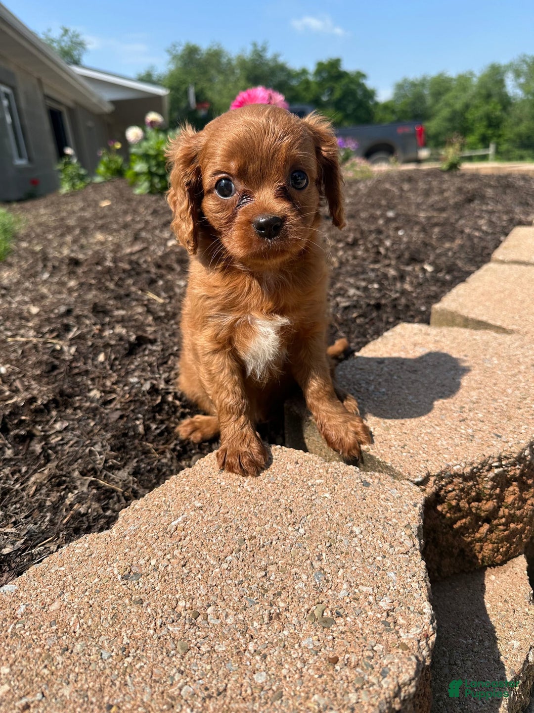 Cavapoo dogs for sale: Laker - Image 4