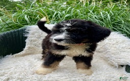 Bernedoodle dogs for sale: Paisley - Image 4