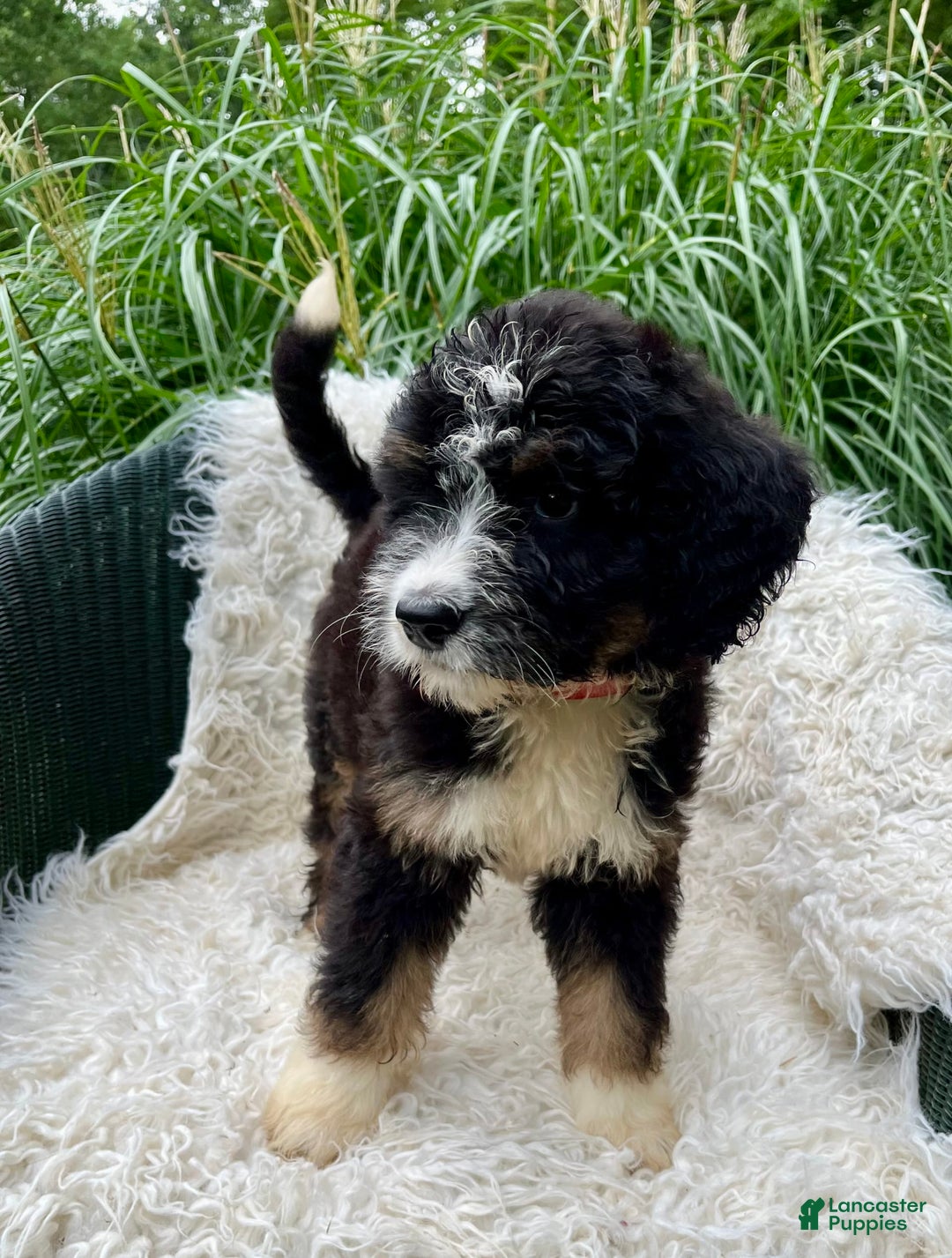 Bernedoodle dogs for sale: Paisley - Image 4