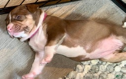 American Bully dogs for sale: Brookie - Image 3