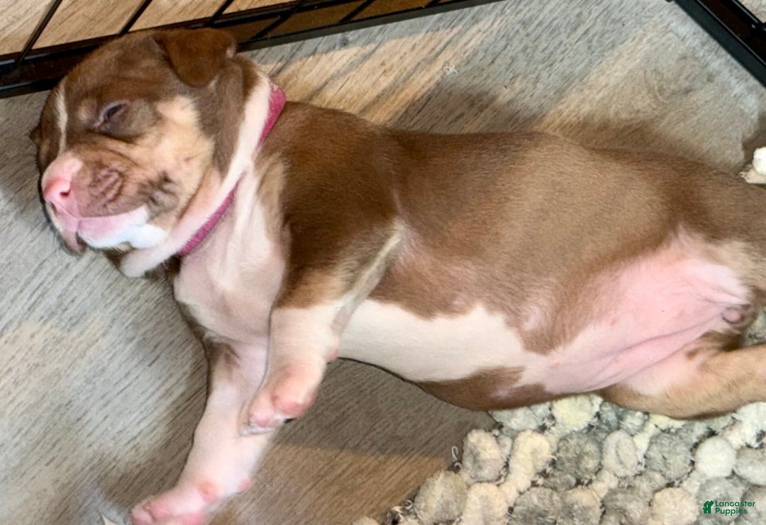 American Bully dogs for sale: Brookie - Image 3