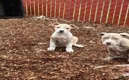 American Bully dogs for sale: Light - Image 1
