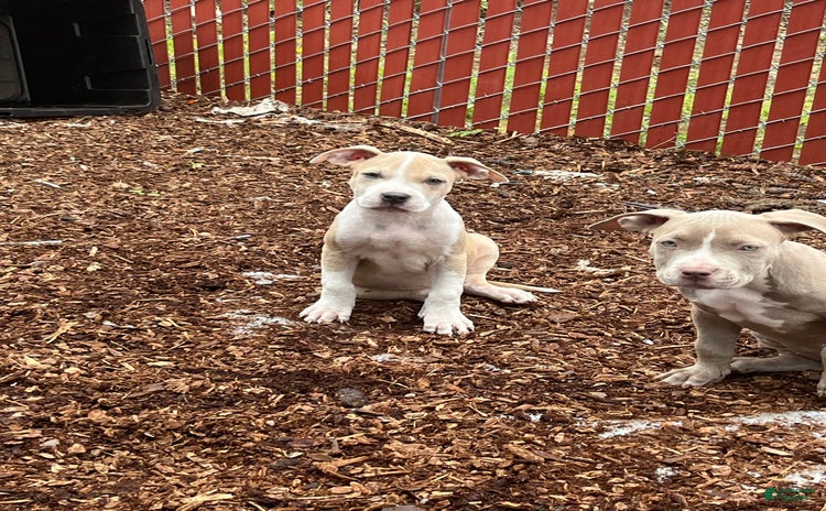 American Bully dogs for sale - Ad 2