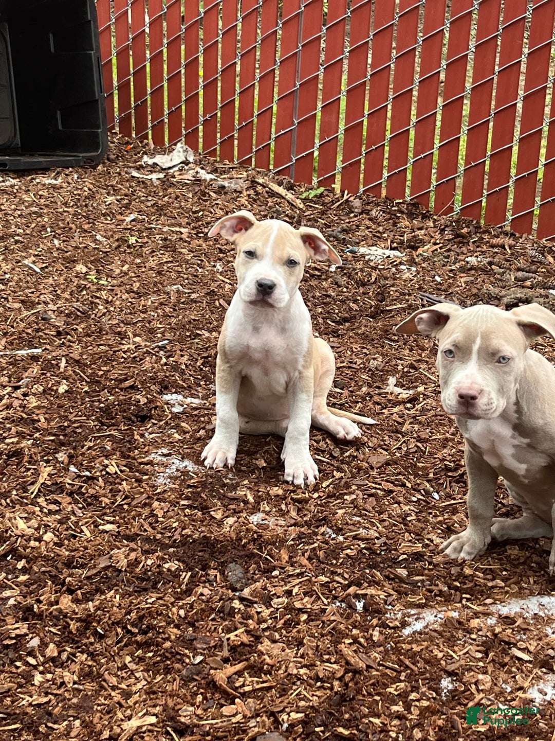 American Bully dogs for sale: Light - Image 1
