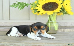 Beagle dogs for sale: Trigger - Image 9