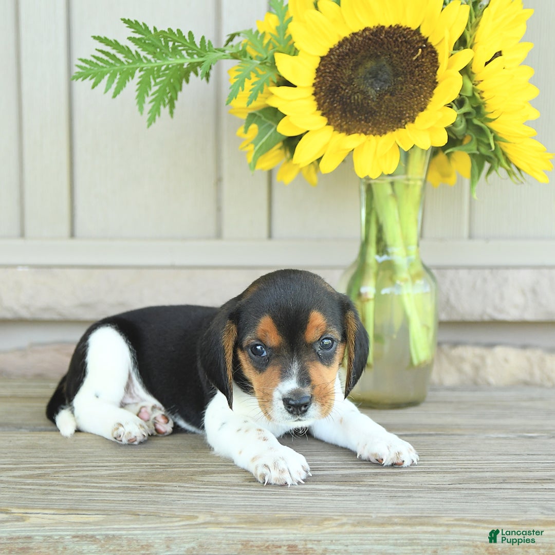 Beagle dogs for sale: Trigger - Image 9