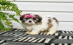 Teddy Bear dogs for sale: Twix - Image 1