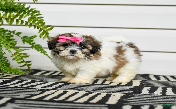 Teddy Bear dogs for sale - Ad 1
