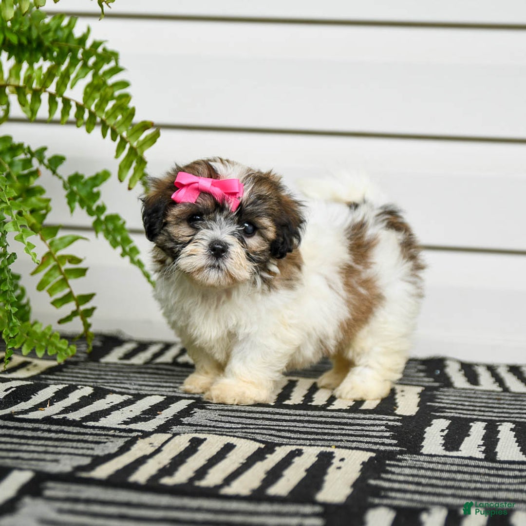 Teddy Bear dogs for sale: Twix - Image 1