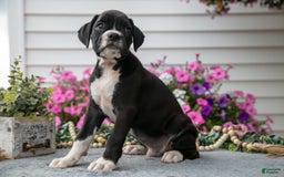 Boxer dogs for sale: Spike - Image 7