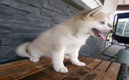 Pomsky dogs for sale: Silas - Image 3