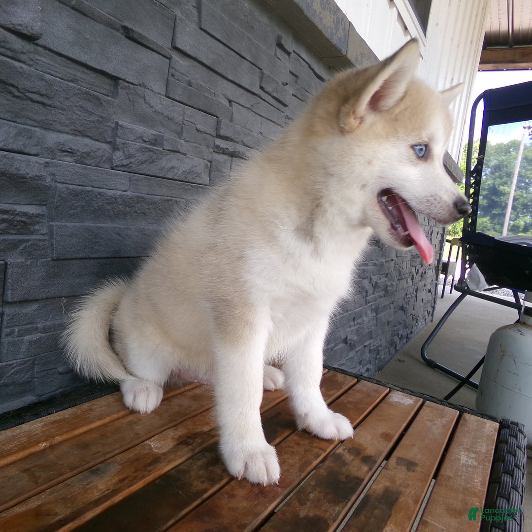 Pomsky dogs for sale: Silas - Image 3