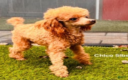 Toy Poodle dogs for sale: Uma - Image 10