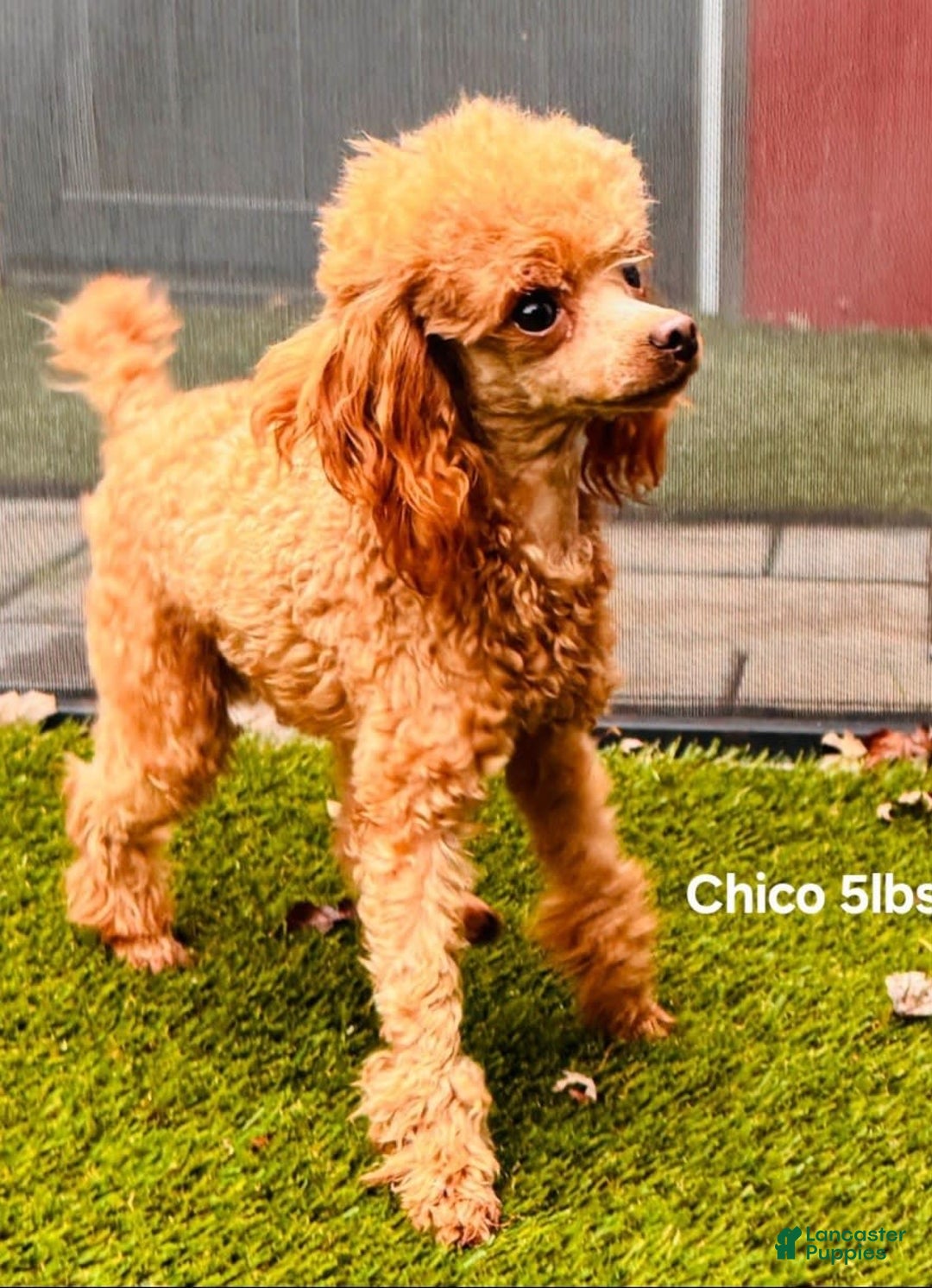 Toy Poodle dogs for sale: Uma - Image 10