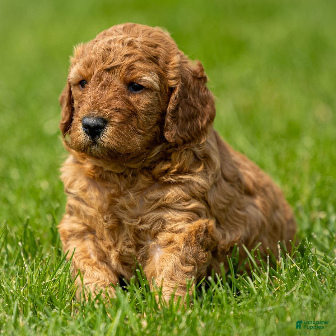 Miniature Poodle dogs for sale: Colette - Image 7