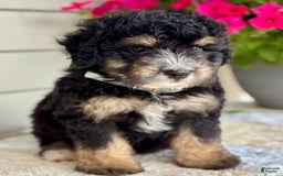 Mini Bernedoodle dogs for sale: Reno - Image 1