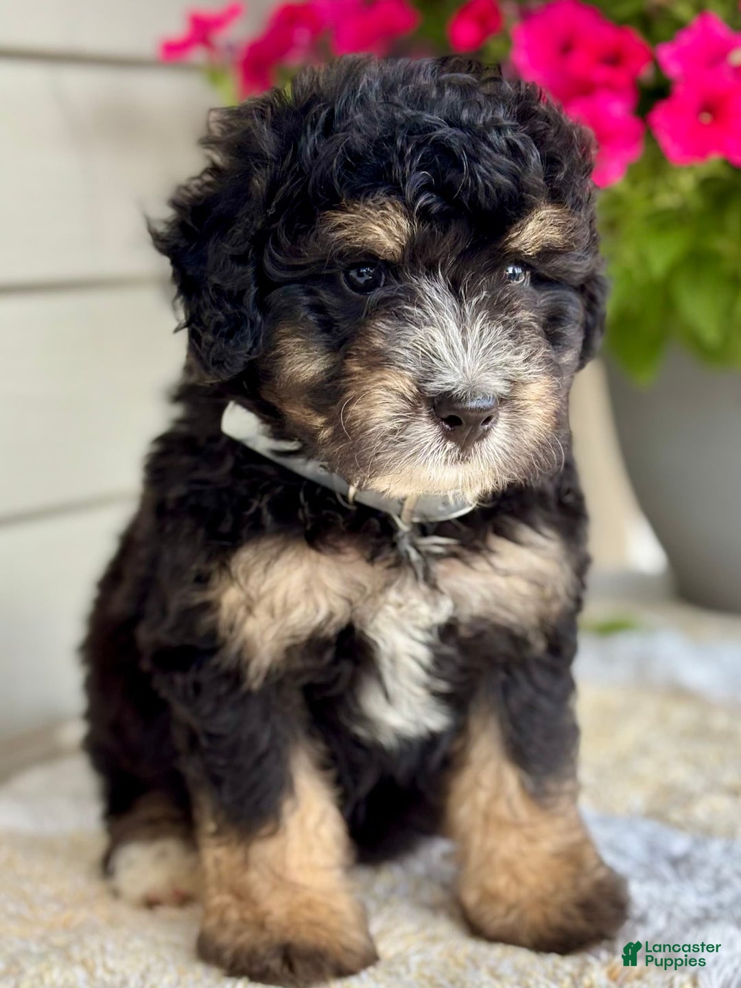 Mini Bernedoodle dogs for sale: Reno - Image 1