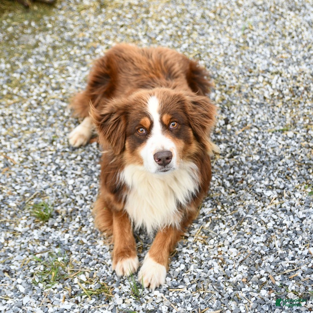 Australian Shepherd dogs for sale: Bristol - Image 5