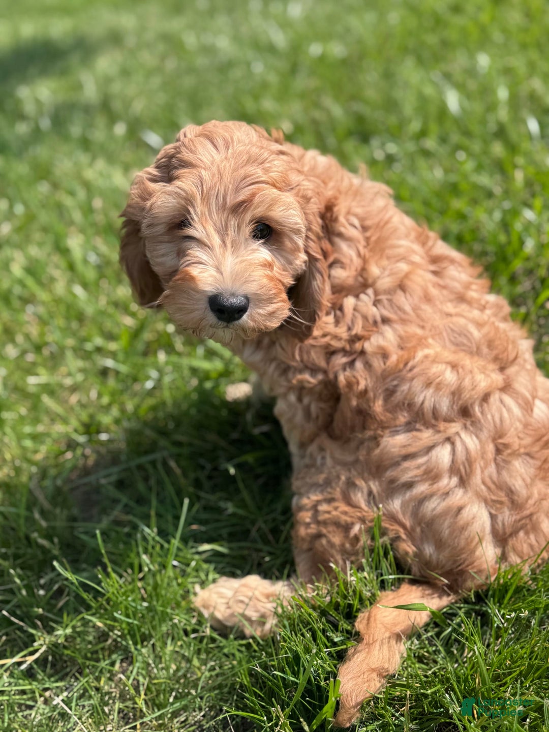 Cavapoo dogs for sale: Wallon - Image 5