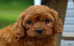 Cavapoo dogs for sale: Tonya - Image 5