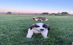 Saint Bernard dogs for sale: Jane Doe4 - Image 1