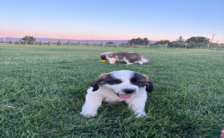 Saint Bernard dogs for sale - Ad 3
