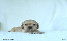Cocker Spaniel dogs for sale: Sage - Image 3
