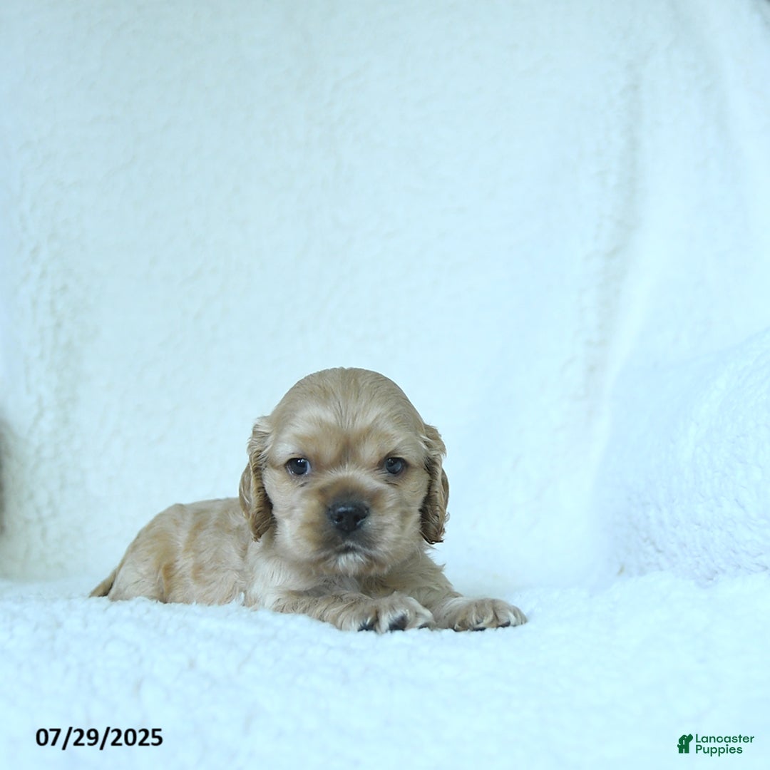 Cocker Spaniel dogs for sale: Sage - Image 3