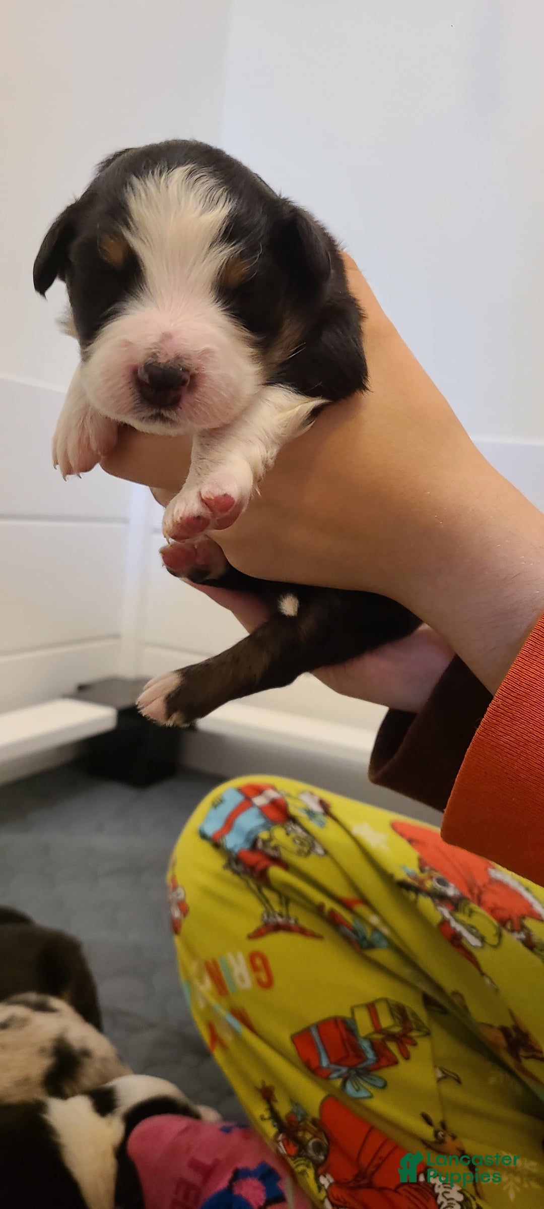 Australian Shepherd dogs for sale: Riley Fully Vaccinated - Image 3