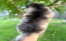 Pomsky dogs for sale: Selene - Image 5