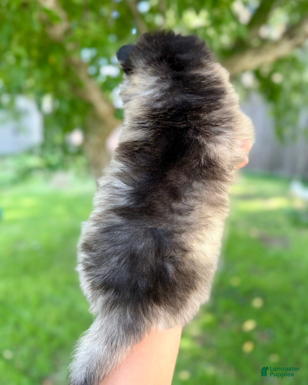 Pomsky dogs for sale: Selene - Image 5