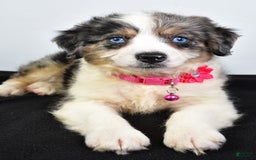 Mini Aussiedoodle dogs for sale: April - Image 6