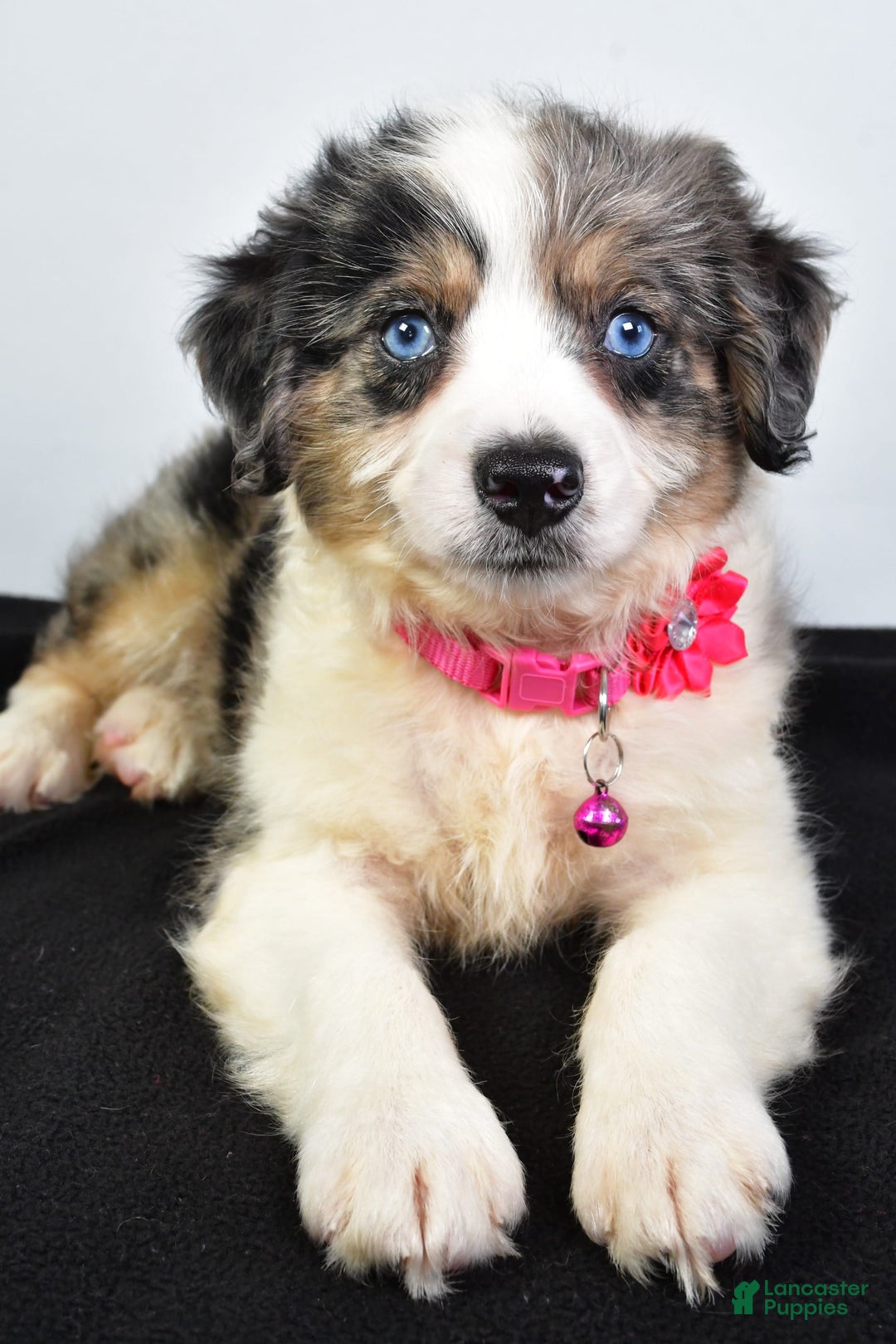Mini Aussiedoodle dogs for sale: April - Image 6